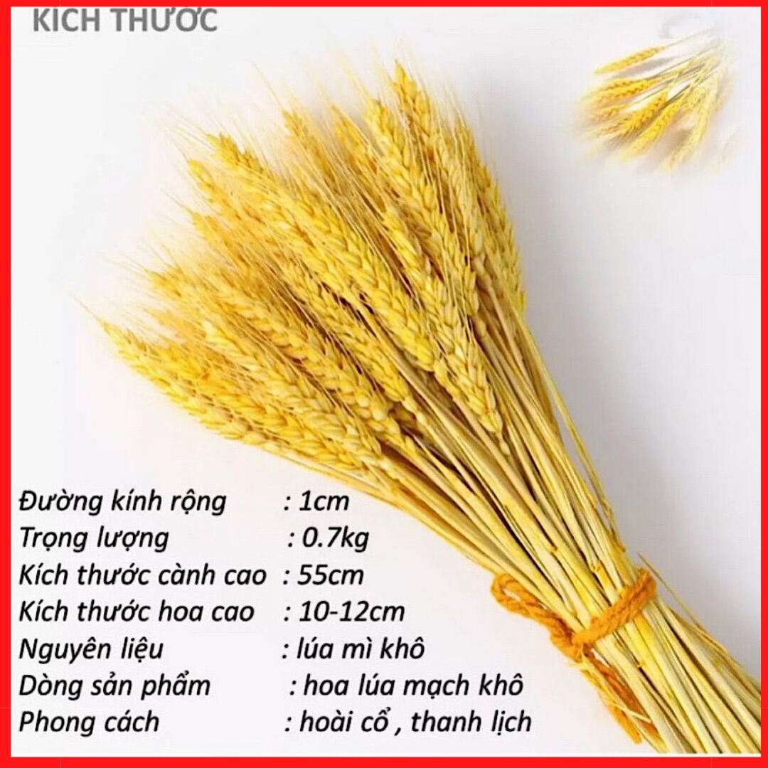 100 bông lúa mạch vàng decor trang trí Tết loại 1 ( hạnh phúc , ấm no, thịnh vượng )