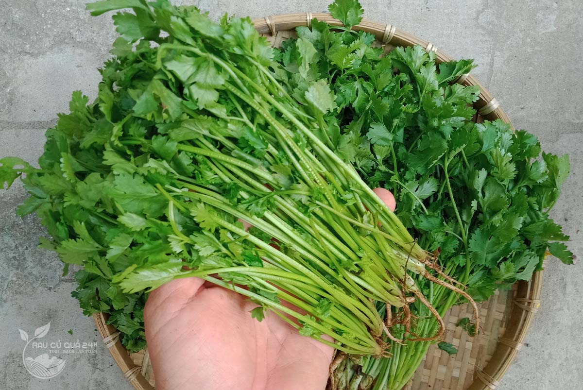🌿Hạt Giống Rau Mùi Ngò Rí 🌿 (Dễ Trồng, Nảy mầm tốt, năng suất cao) - 20gr/gói