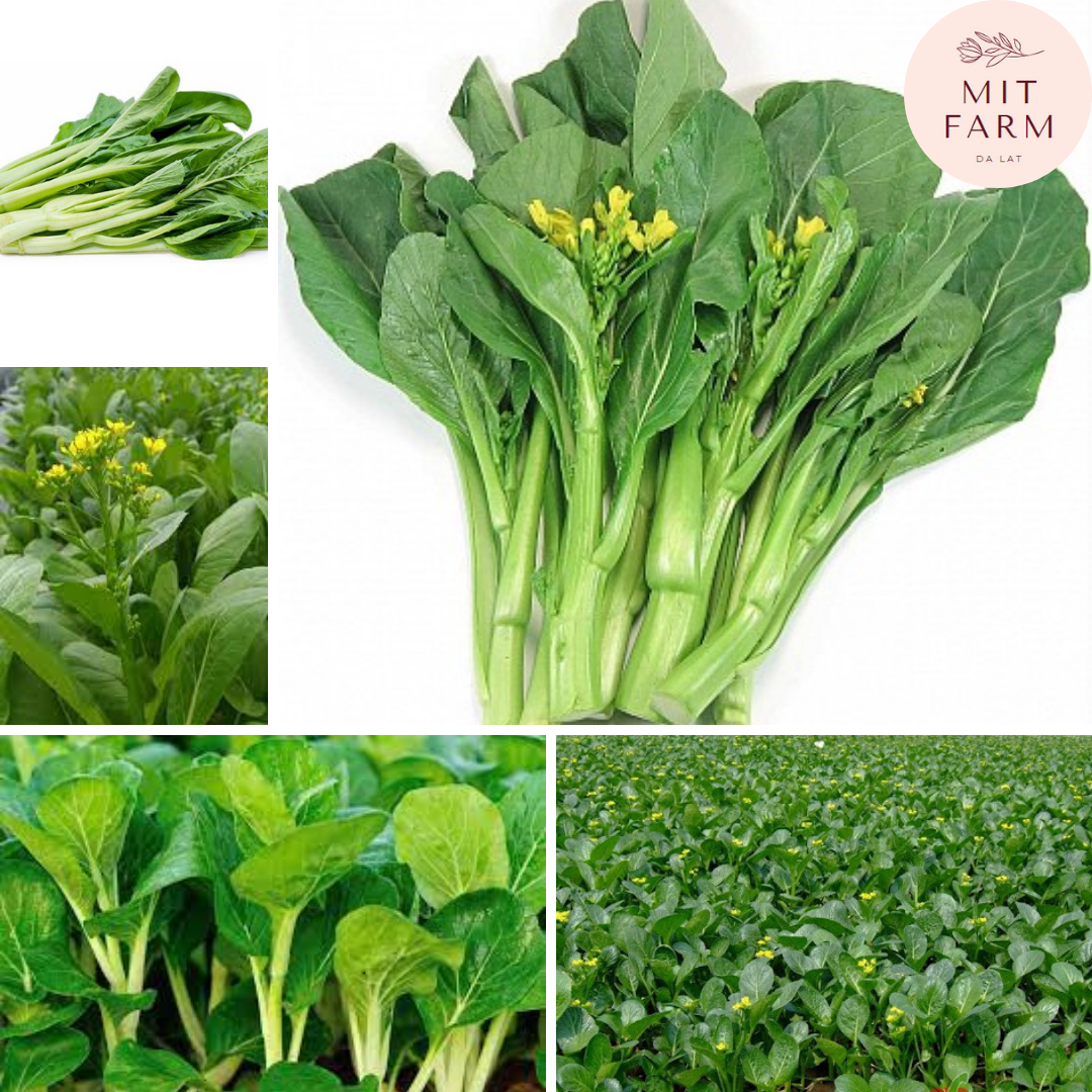 Hạt giống cải Ngồng (Cải ngọt bông)