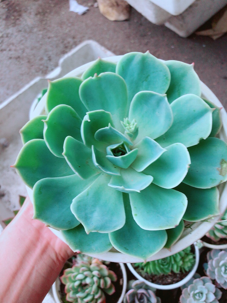 Sen đá xanh đất size lớn