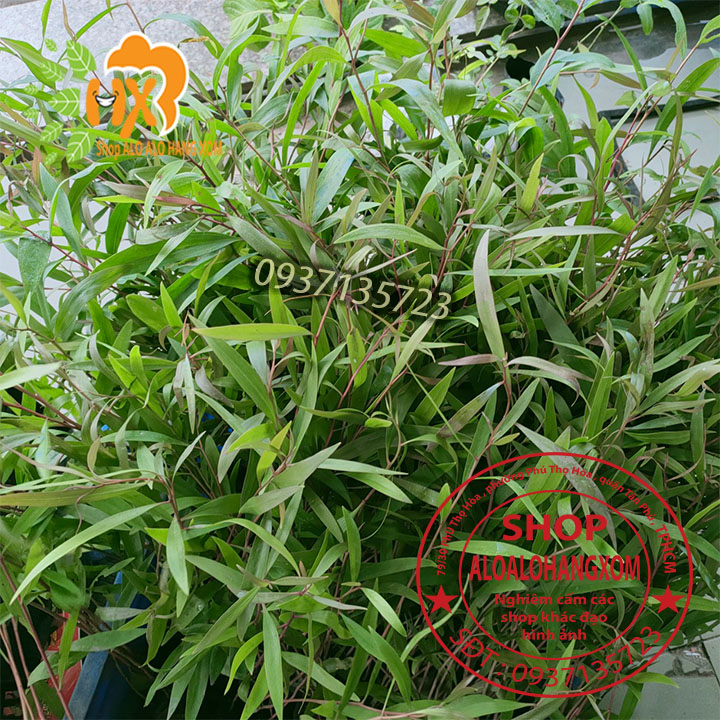 Combo 50 cây tràm úc -cây giống