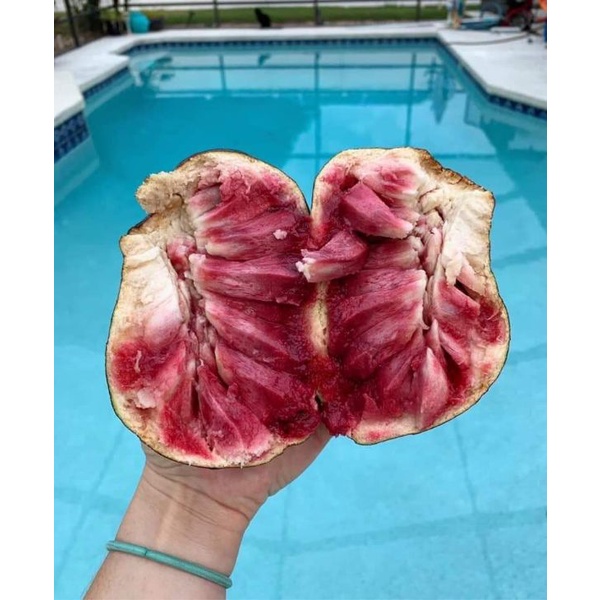 Cây Giống Na đỏ (siêu sớm)