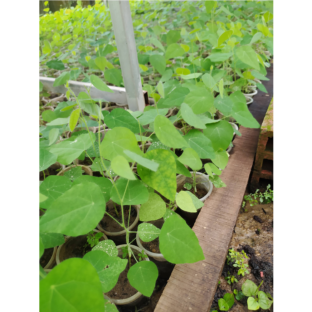 Feather ginseng forest plants