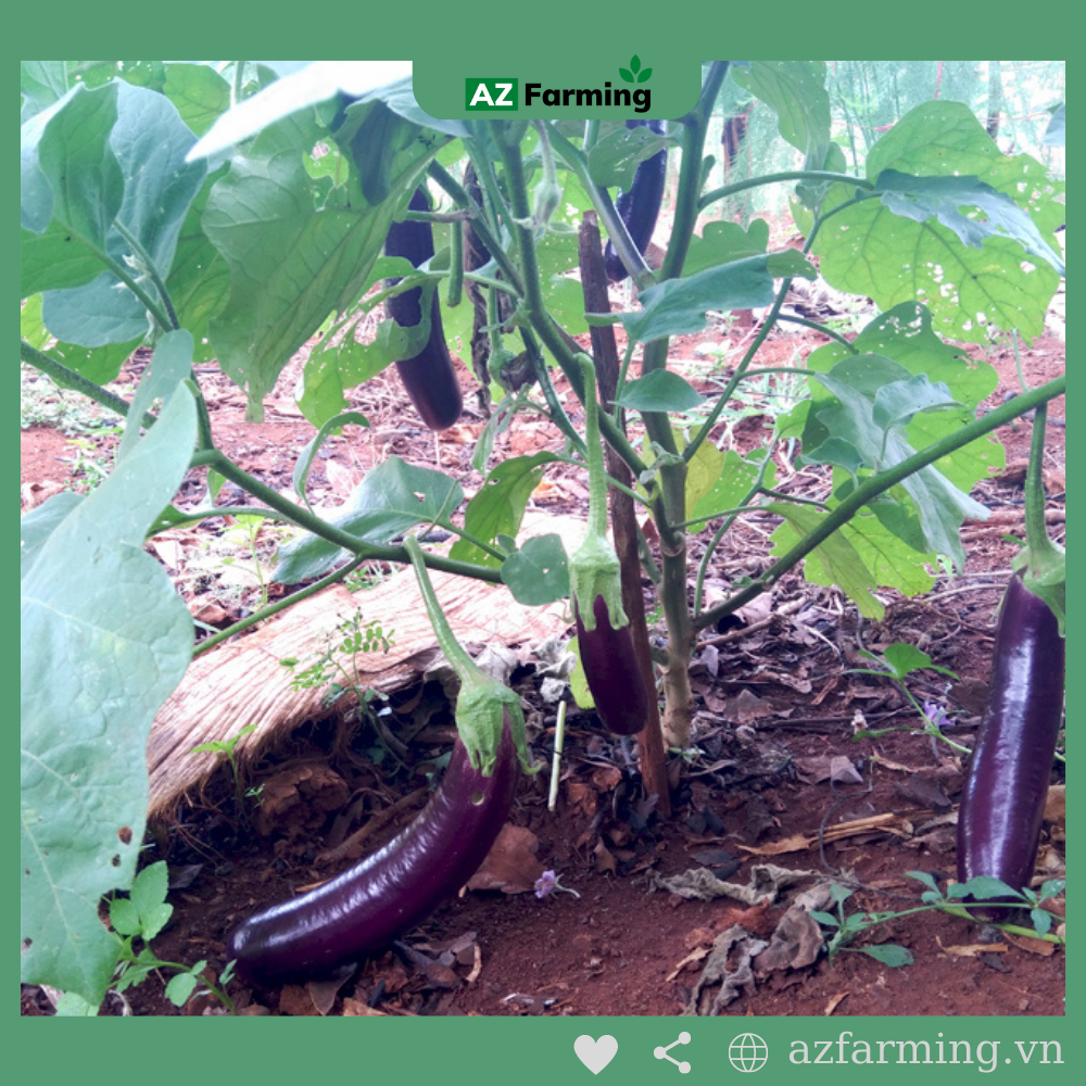 Hạt Giống Cà Tím Quả Dài - Gói 200 Hạt - AZ Farming
