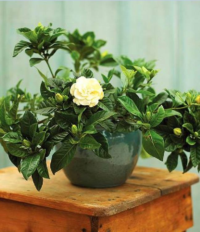 Hạt giống hoa nhài ( hoa lài) - 1 gói 10 hạt