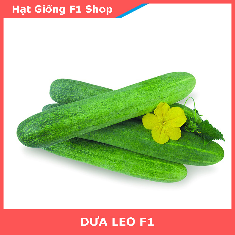 Hạt Giống Dưa Leo F1 Sai Trái