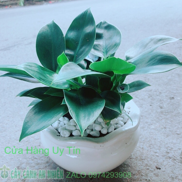 Chậu cây trầu bà đế vương