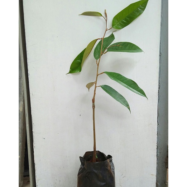 XTRA CÂY GIỐNG SẦU RIÊNG RUỘT ĐỎ
