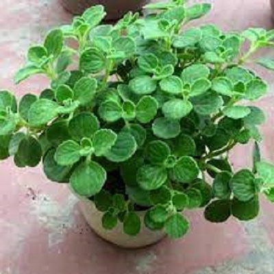 Cây nhất mạt hương (Sen đá lá thơm)  Nguồn: https://mrhoa.com/cay-canh/nhat-mat-huong-sen-da-la-thom/