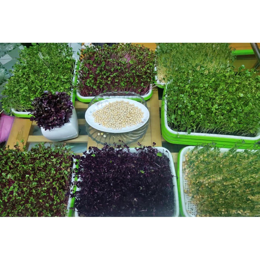 Hạt Giống Rau Mầm Củ Cải Trắng 50gr