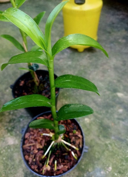 Cây giống hoa lan giả hạc Ma Bó