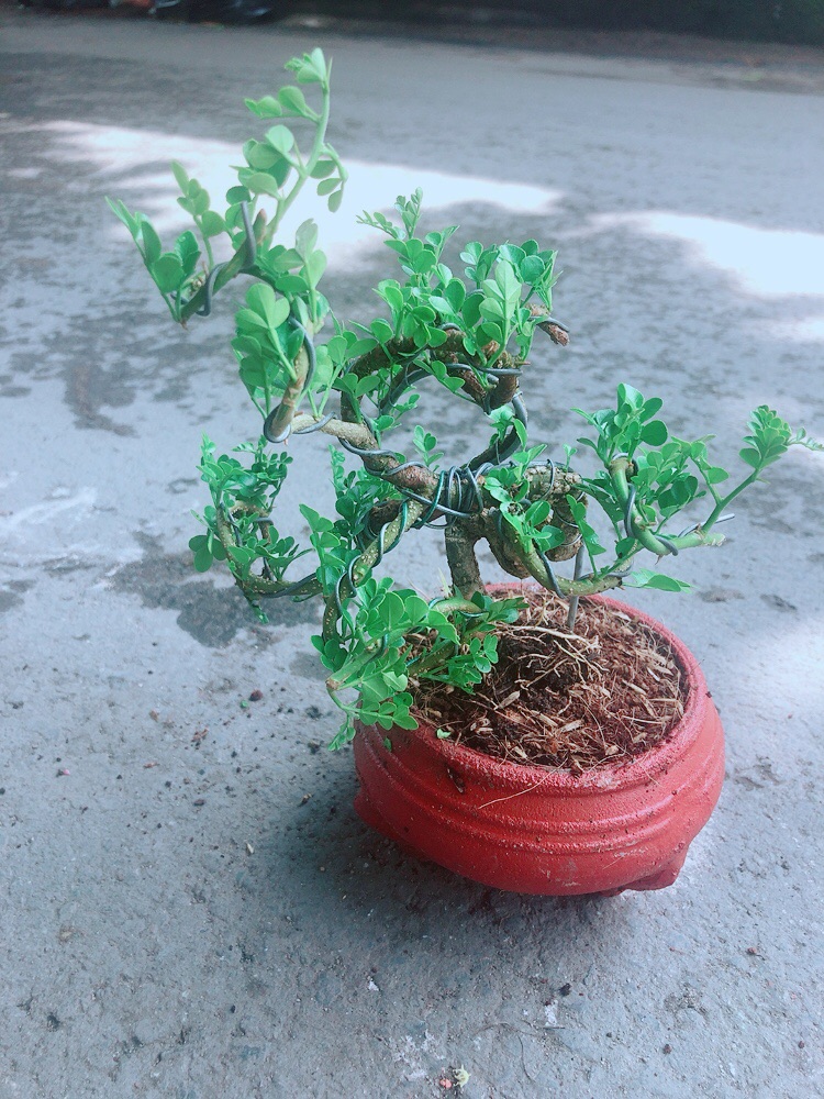 [HCM]Chậu Cây Cần Thăng