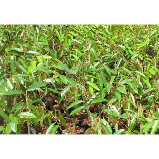 Cây sầu riêng chuồng bò