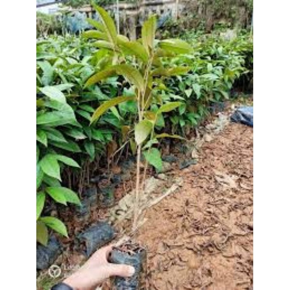 CÂY GIỐNG SẦU RIÊNG LÙN SIÊU SỚM (giao nhanh chóng hài lòng)