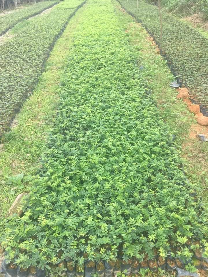 500 gram hạt giống Cây Sưa Đỏ  [Tên khác: Huỳnh Đàn, Trắc Thối hay cây Huê].tuyển chọn ( Tỷ lệ nảy mầm cao ) [ Loại hạt chưa tách vỏ ] [J&T]