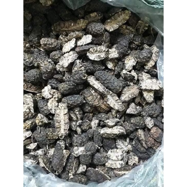 Quả nhàu phơi khô