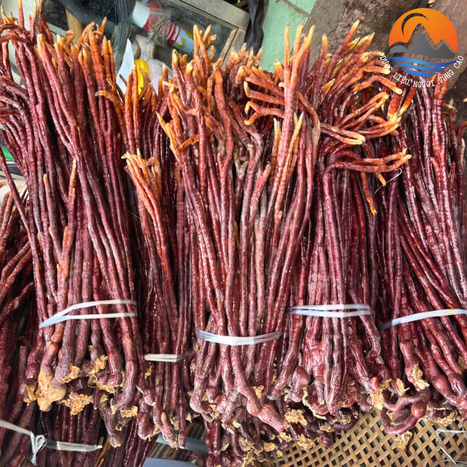 Nấm Linh chi Sừng Hươu Tây Bắc thu hái rừng, phơi khô tự nhiên. Thảo dược nấm linh chi sừng hươu, linh chi đỏ, lim xanh
