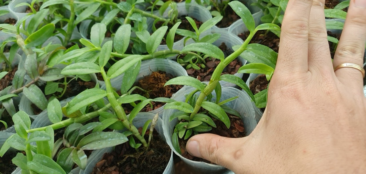 [Giá hủy diệt]hoa lan phi điệp 5ct bạch tuyết