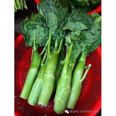 10gr - hạt giống cải ngồng làn thái lan 2000h