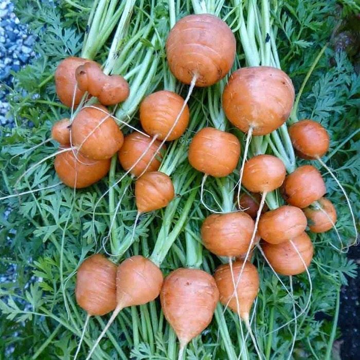 Hạt Giống củ Cà Rốt Tròn đỏ - Gói 50 hạt(tặng kèm phân bón)