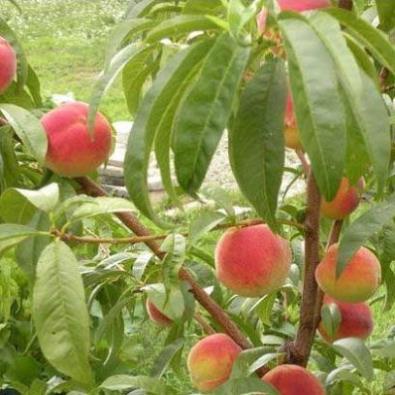 Cây đào tiên nhật bản, giống cây đào tiên quả to