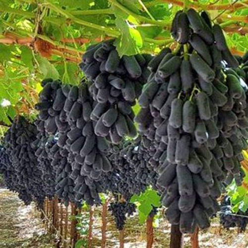 Cây giống nho ngón tay đen trái ngọt không hạt - giống chuẩn.