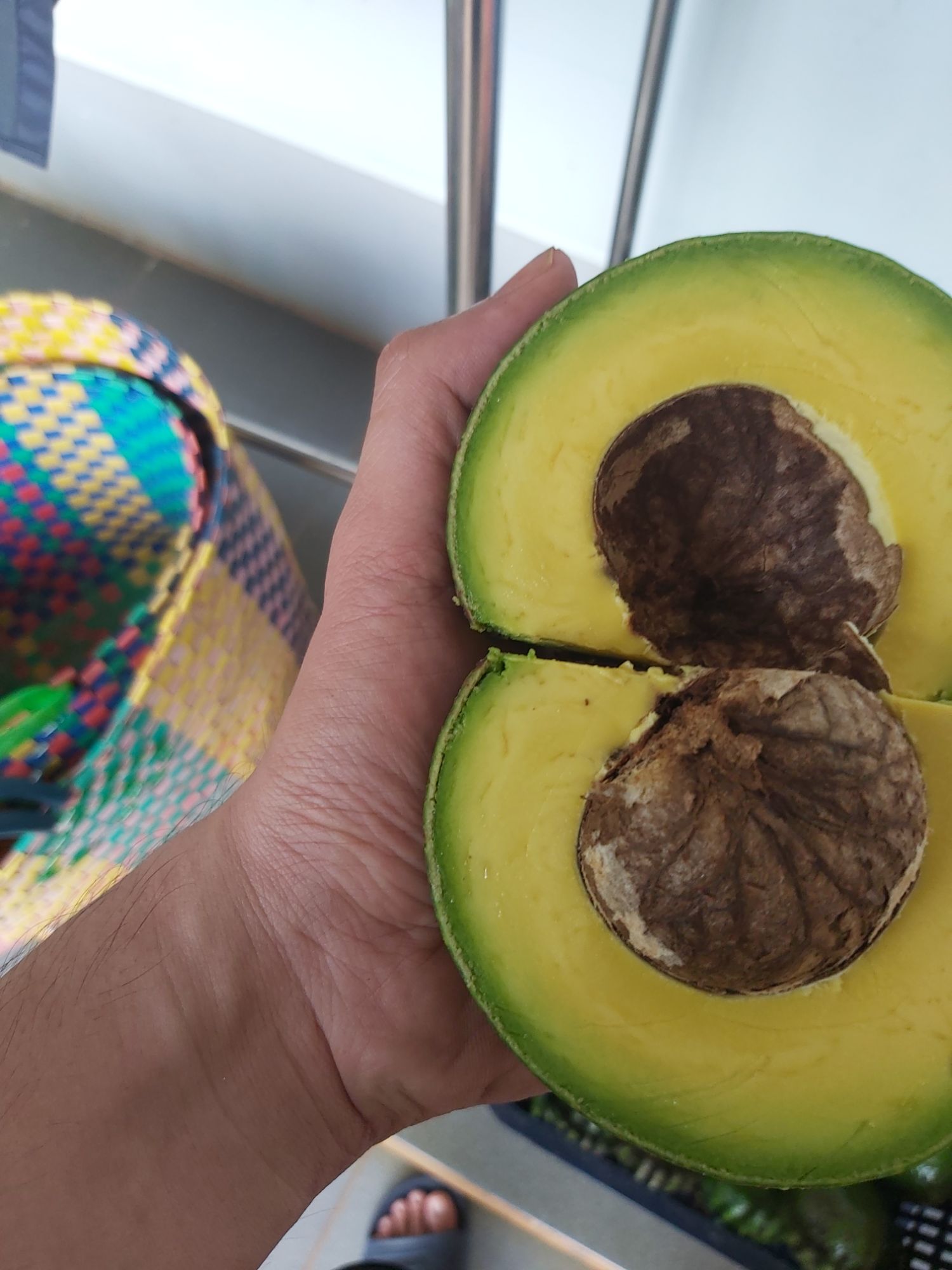 cây giống bơ both ( 3 năm cho trái )