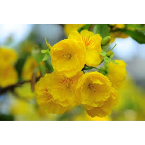 CÂY GIỐNG MAI VÀNG CÁNH KÉP ĐẠI LỘC