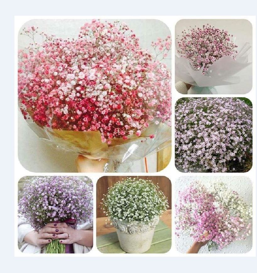 "Gói 100 Hạt " Hạt giống hoa baby trắng hồng