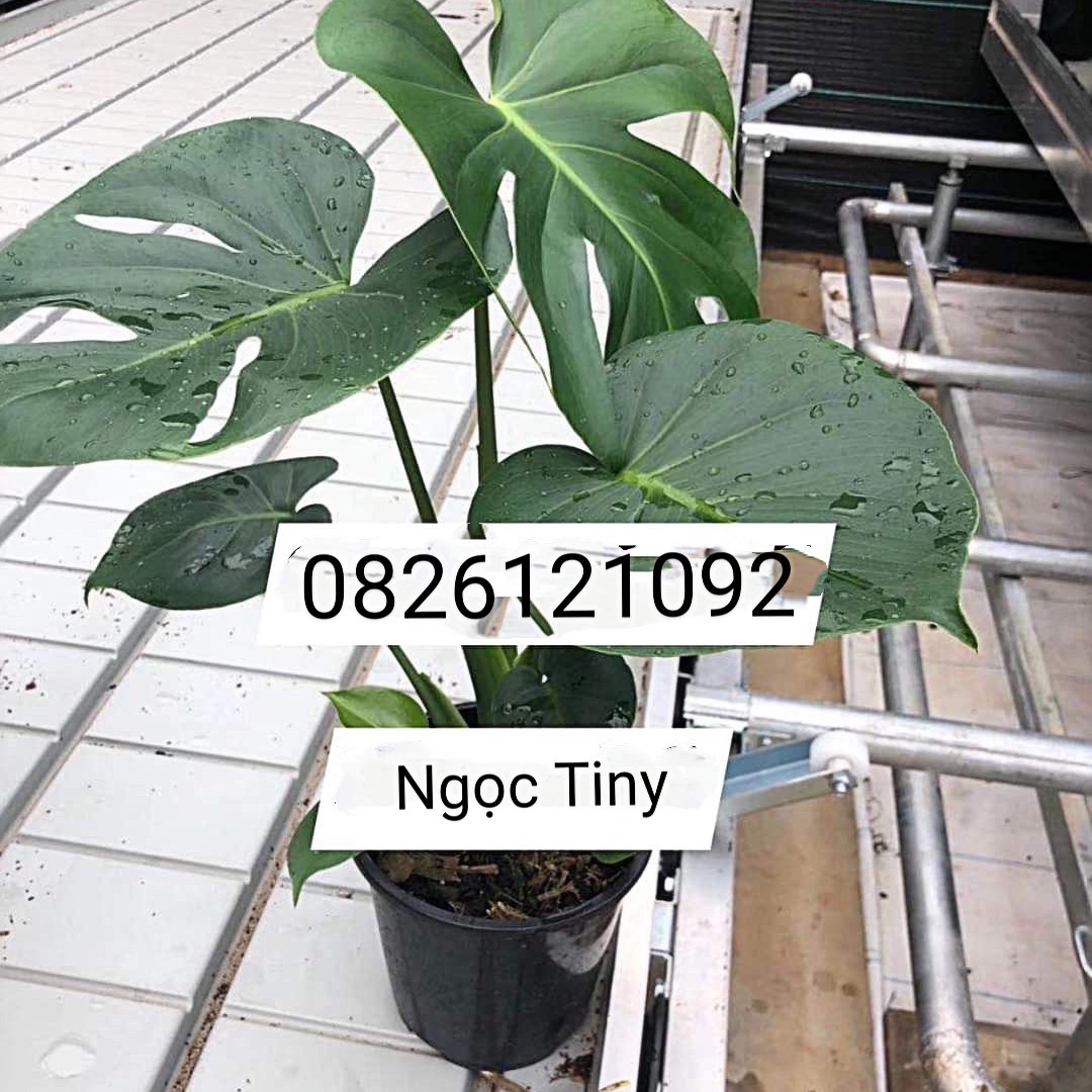 Cây Trầu Bà Lá Xẻ 45-60cm ảnh thật