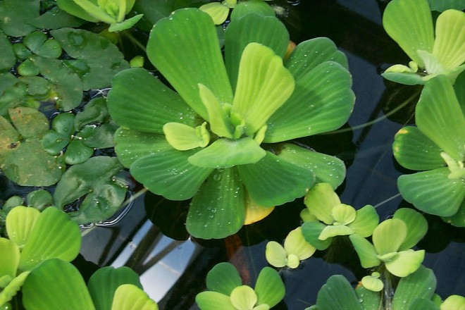 cây bèo cái (bèo tai tượng) thủy sinh -cây size nhỡ