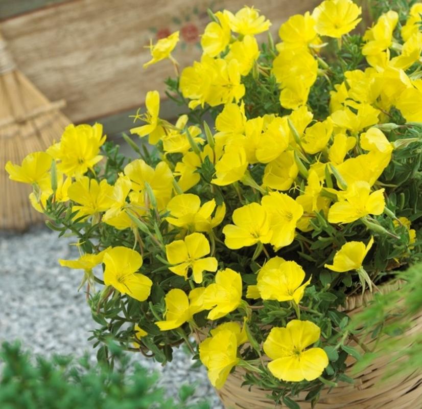 Hạt giống hoa Anh thảo vàng