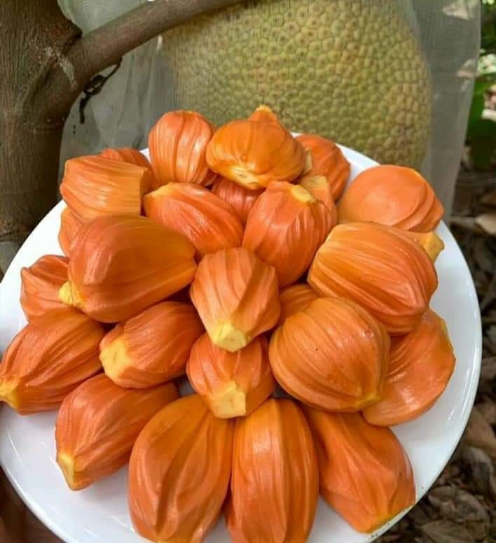 Cây giống mít ruột đỏ dòng cây cho trái sớm- Hoa kiểng Nguyễn Lộc- Cây giống chất lượng cao