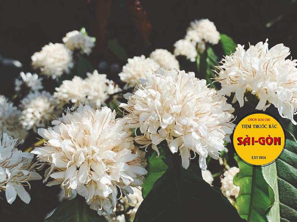 Mật Ong Hoa Cà Phê 100ml