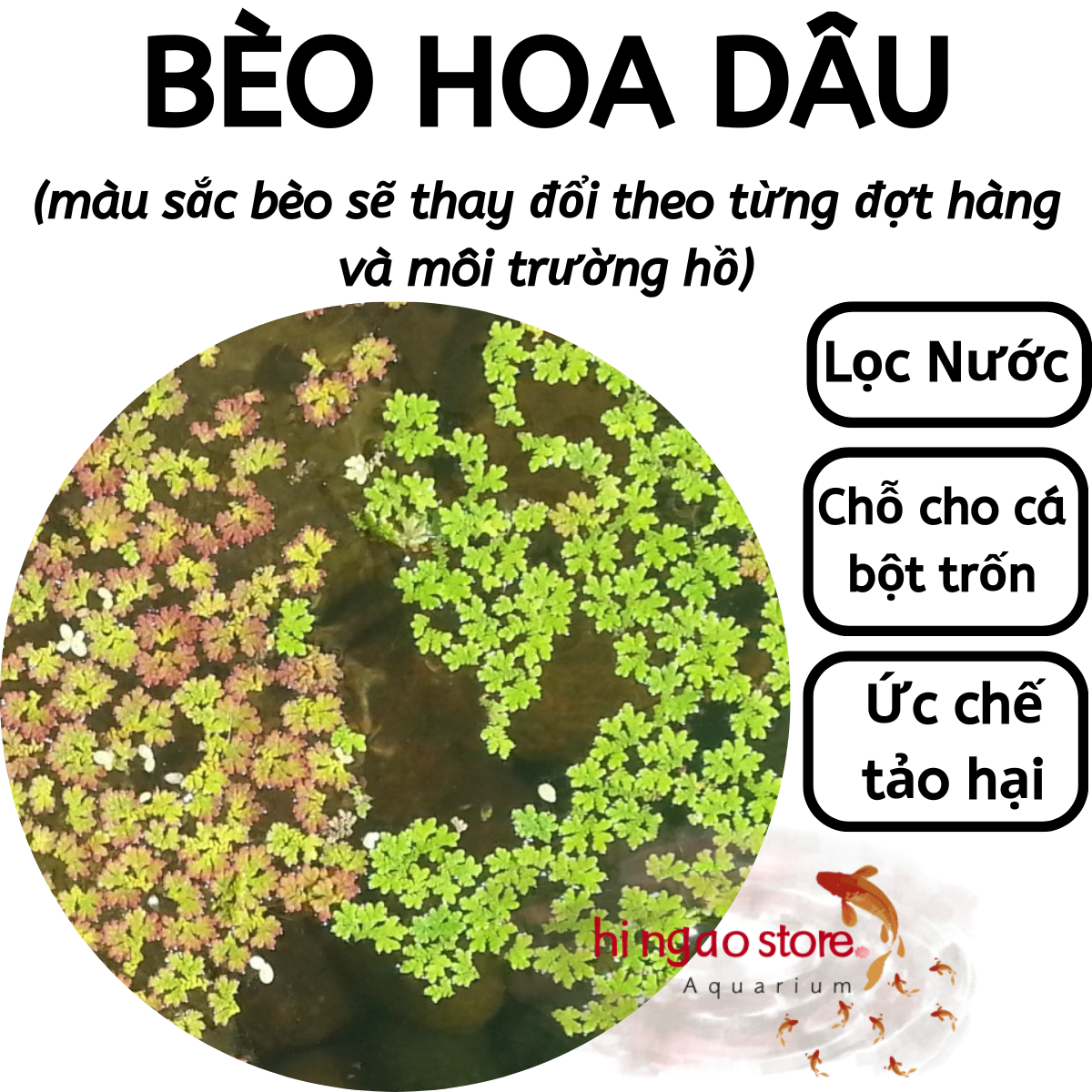 Duckweed-ruffles Bran-aquarium decoration | hingaostore.