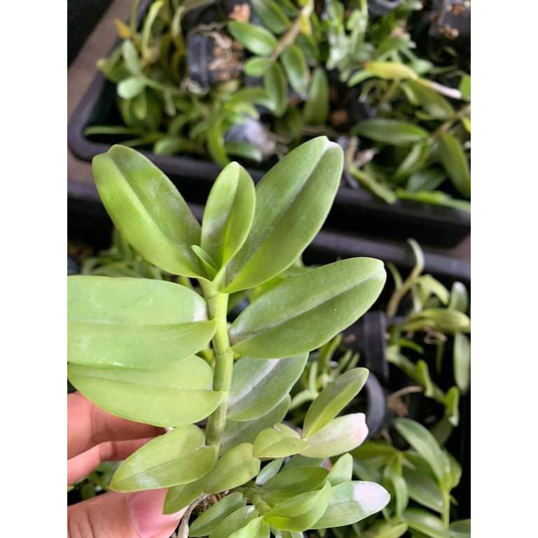 Phong lan phi điệp 5 cánh trắng bảo duy cây giống 7 10cm