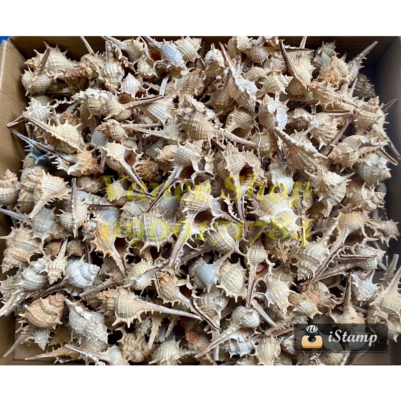 Vỏ ốc gai dài nhỏ 100gr