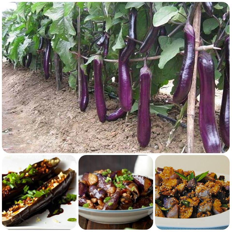 100 Hạt Giống Cà Tím Dài Siêu Quả