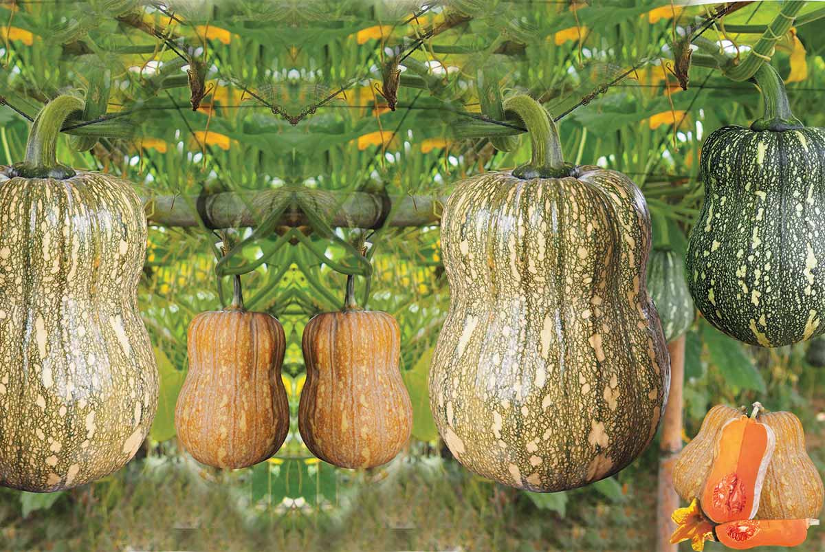 " Gói 10 "Hạt Giống Bí Hạt Đậu - Bí Đỏ Hạt Đậu [Seeds]