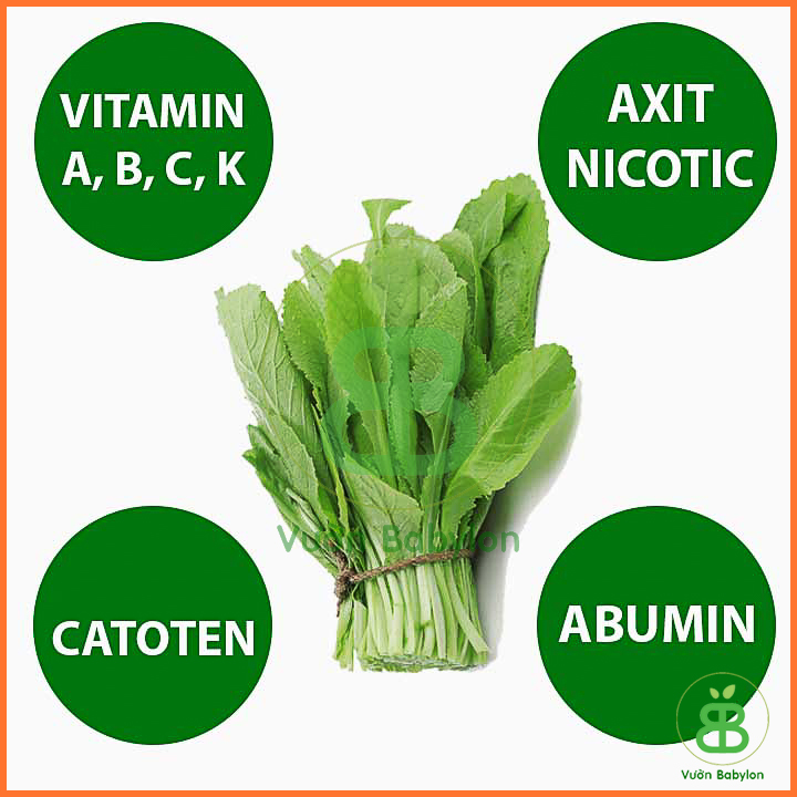 Hạt Giống Cải Bẹ Xanh Ăn Non 20Gr