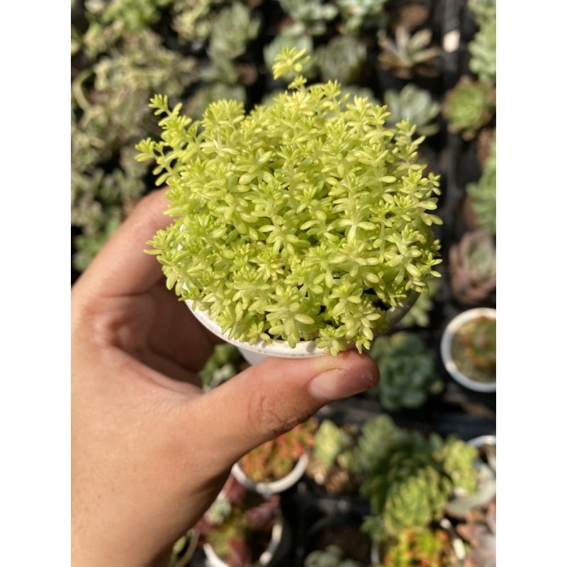 Sen đá Sedum vàng 5cm