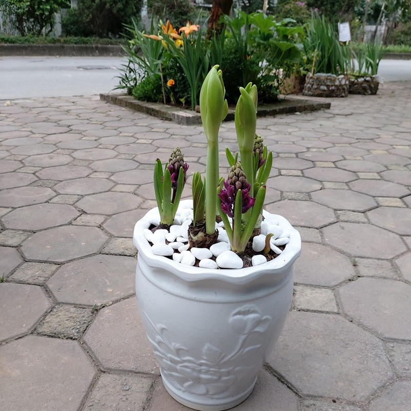 (Giá sỉ) củ hoa tiên ông.