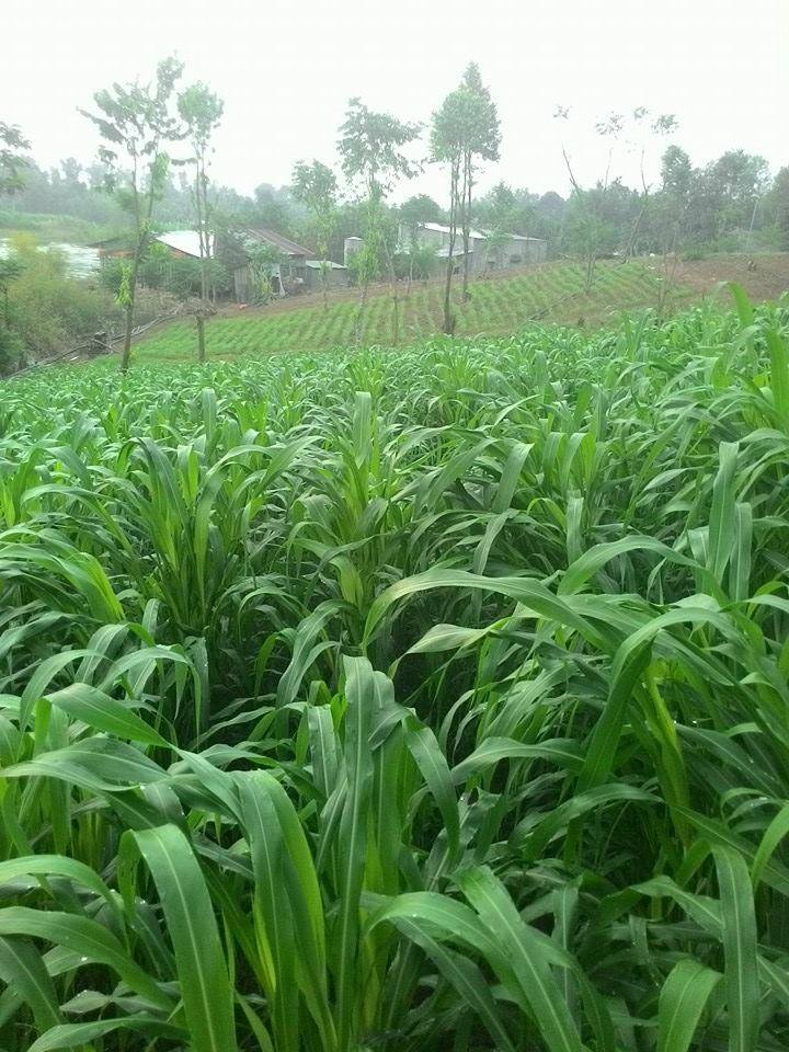 Hạt Giống Cỏ NGỌT 1kg