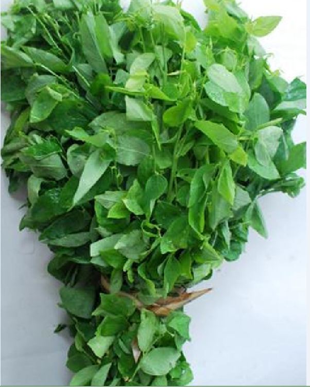 COMBO 3 gói hạt giống rau ngót ( rau bồ ngót )