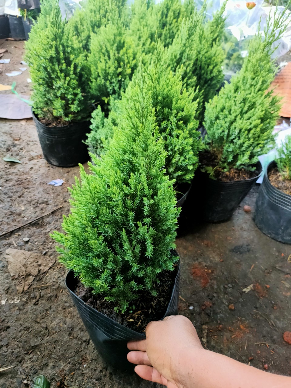 Cây Sơn Tùng (Trang trí dạng cây thông Noen (lễ giáng sinh) năm 2023)