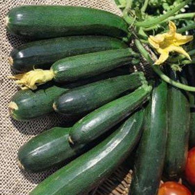 [Lấy mã giảm thêm 30%] Gói Hạt Giống Bí Zucchini (Bí Ngòi Xanh)