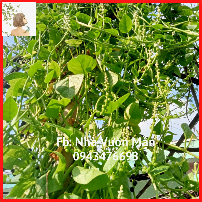 20 Hạt Giống Rau Mồng Tơi Lá Nhỏ