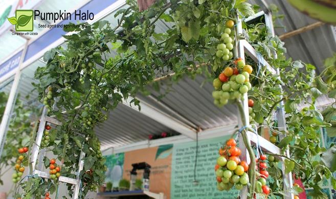 [HCM]CÀ CHUA LEO GIÀN THÁI LAN- GÓI 4 HẠT .