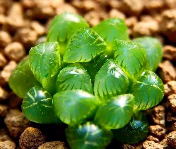 Hạt giống sen đá kim cương mix-200 hạt gói