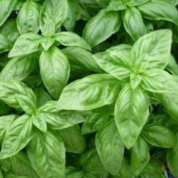 Hạt giống rau húng tây /gói 2 gram